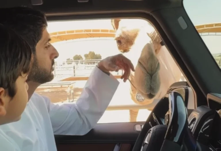 Sheikh Hamdan pays his camel Emaar a visit